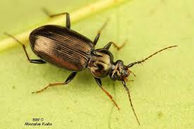 Attēlu rezultāti vaicājumam “Loricera pilicornis”