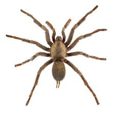 Attēlu rezultāti vaicājumam “Arachnida”
