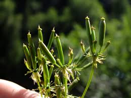 Attēlu rezultāti vaicājumam “Chaerophyllum aromaticum”
