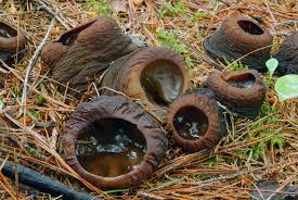 Attēlu rezultāti vaicājumam “Sarcosoma globosum”