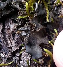 Attēlu rezultāti vaicājumam “Leptogium saturninum”