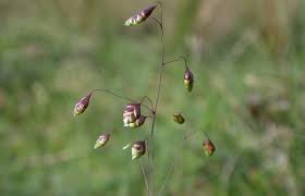 Attēlu rezultāti vaicājumam “Briza media bud”