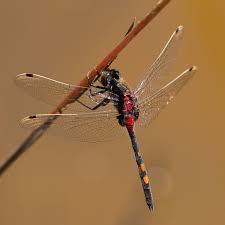 Attēlu rezultāti vaicājumam “Leucorrhinia dubia male”