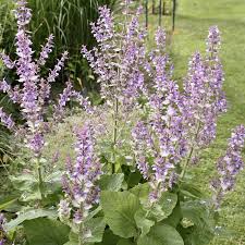Image result for Salvia sclarea