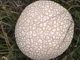 Attēlu rezultāti vaicājumam “Calvatia utriformis”