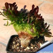 Attēlu rezultāti vaicājumam “Craterium aureum stalked”