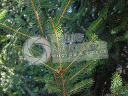 Attēlu rezultāti vaicājumam “Picea abies leaf”