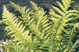 Attēlu rezultāti vaicājumam “Dryopteris affinis”