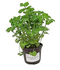 Image result for Petersilie