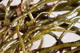 Attēlu rezultāti vaicājumam “Lemanea fluviatilis”