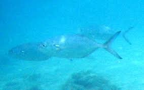 Image result for Caranx crysos