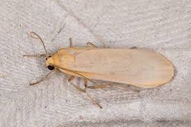 Attēlu rezultāti vaicājumam “Eilema depressa”