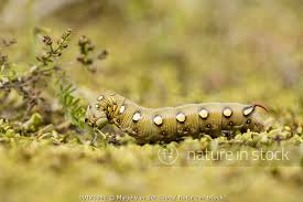 Attēlu rezultāti vaicājumam “Hyles gallii larva”
