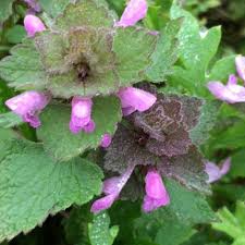 Attēlu rezultāti vaicājumam “Lamium purpureum”