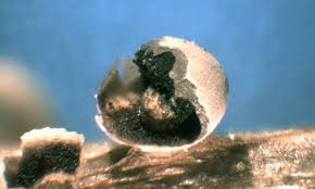 Attēlu rezultāti vaicājumam “Diderma montanum macro”