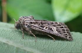 Attēlu rezultāti vaicājumam “Tholera decimalis”