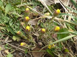 Attēlu rezultāti vaicājumam “Tussilago farfara bud”