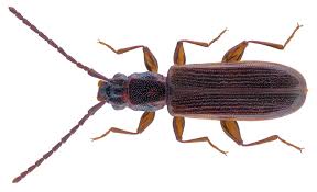 Attēlu rezultāti vaicājumam “Dendrophagus crenatus”