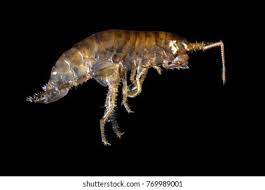 Attēlu rezultāti vaicājumam “Talitrus saltator”