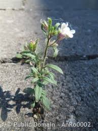 Attēlu rezultāti vaicājumam “Microrrhinum minus flower”