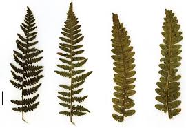 Attēlu rezultāti vaicājumam “Pteridium aquilinum”