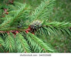 Attēlu rezultāti vaicājumam “Adelges laricis”