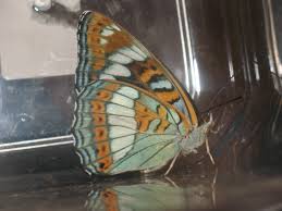 Attēlu rezultāti vaicājumam “Limenitis populi”