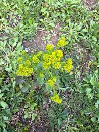 Attēlu rezultāti vaicājumam “Barbarea vulgaris subsp. arcuata flower”