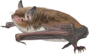 Attēlu rezultāti vaicājumam “Myotis daubentonii”