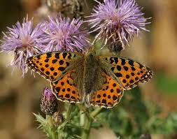 Attēlu rezultāti vaicājumam “Issoria lathonia”