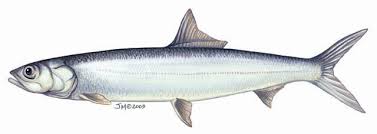 Image result for Elops saurus