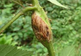 Attēlu rezultāti vaicājumam “Lasioptera rubi larva”