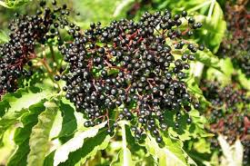 Attēlu rezultāti vaicājumam “Sambucus nigra fruit”