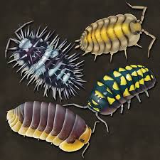 Attēlu rezultāti vaicājumam “Oniscus asellus”