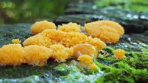 Attēlu rezultāti vaicājumam “Tubifera ferruginosa (subsp. ferruginosa)”