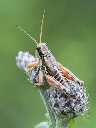 Attēlu rezultāti vaicājumam “Podisma pedestris”