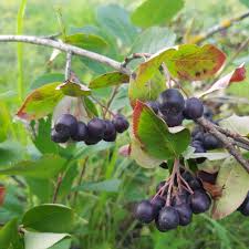 Attēlu rezultāti vaicājumam “Aronia melanocarpa fruit”