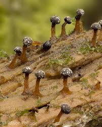 Attēlu rezultāti vaicājumam “Diderma cingulatum spores”