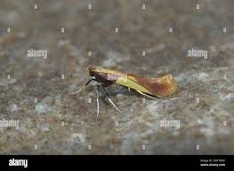 Attēlu rezultāti vaicājumam “Caloptilia alchimiella”