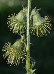 Attēlu rezultāti vaicājumam “Agrimonia eupatoria fruit”