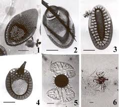 Attēlu rezultāti vaicājumam “Chaetophora pisiformis”