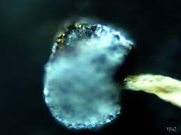 Attēlu rezultāti vaicājumam “Physarum murinum stalked”