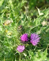 Attēlu rezultāti vaicājumam “Carduus crispus”