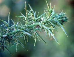 Attēlu rezultāti vaicājumam “Hordelymus europaeus leaf”