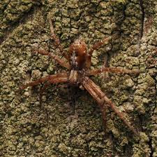 Attēlu rezultāti vaicājumam “Trichia longipalpis macro”