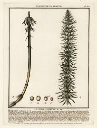 Attēlu rezultāti vaicājumam “Hippuris vulgaris”