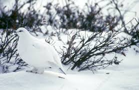 Image result for Lagopus lagopus