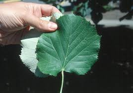 Attēlu rezultāti vaicājumam “Tilia tomentosa leaf”