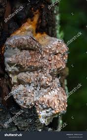 Attēlu rezultāti vaicājumam “Phellinus ferrugineofuscus”