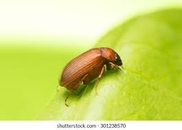 Attēlu rezultāti vaicājumam “Serica brunnea”